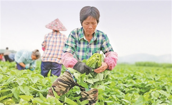 广西成功选育首个叶菜型红薯品种