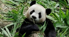 新加坡出生大熊猫“叻叻”将于12月返回中国